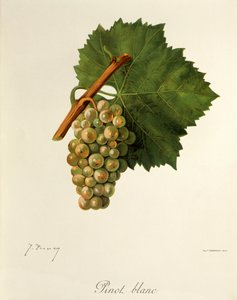 Pinot Blanc Grape