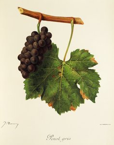 Pinot Gris grape