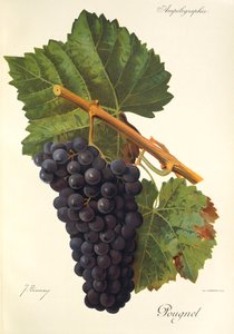 Pougnel grape by Jules Troncy