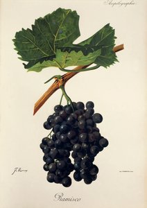 Ramisco grape