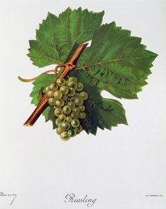 Riesling Grapes from Ampelography, General Treaty of Viticulture