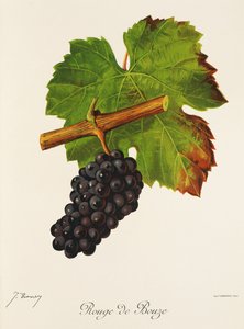 Rouge de Bouze grape