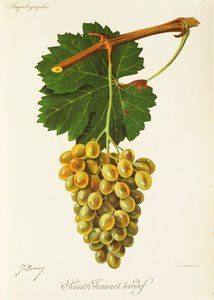 Saint-Jeannet Tardif Grape