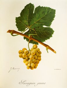 Savagnin Jaune grape by Jules Troncy