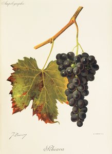 Schiava Grape