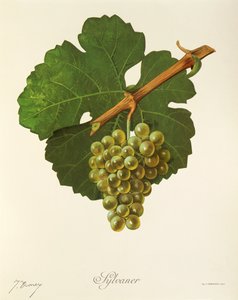 Sylvaner grape