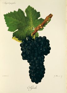 Syrah Grape
