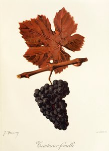 Teinturier Femelle grape