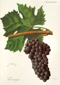 Touriga grape by Jules Troncy