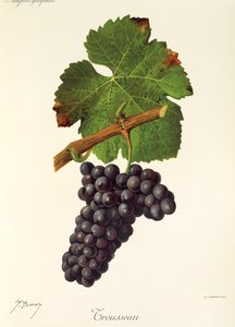 Trousseau Grape