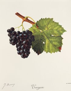 Troyen grape
