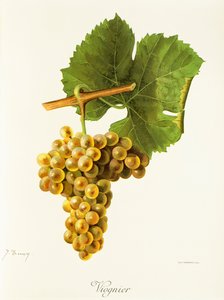 Viognier grape