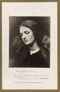 The Wild Flower by Julia Margaret Cameron