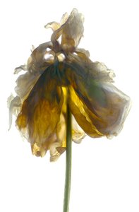 Peony Stand White