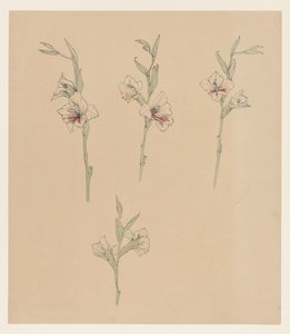 Flower Studies by Julie de Graag