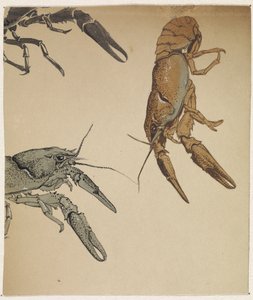 Sketches of Crayfish by Julie de Graag