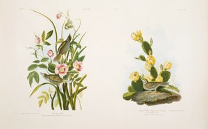 Seaside Finch/Grass Finch, or Bay-Winged Bunting, after J.J. Audubon