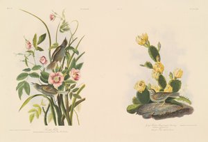 Seaside Finch; and Grafs Finch or Bay-Winged Bunting by Julius Bien after John James Audubon