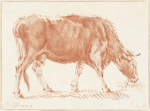 Grazing Cow by Jurriaan Cootwijck