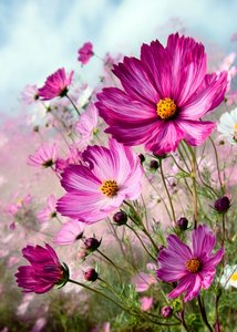 Vibrant Pink Cosmos by Justyna Jaszke