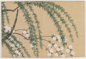 Flowers of a Hundred Worlds (Momoyogusa): Willow and Cherry