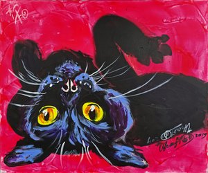 Curious Black Cat