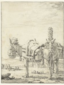 Two Mules