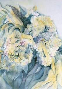 Hydrangea Particulata