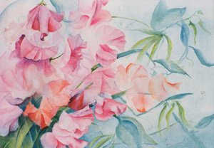 Lathyrus Odoratus, Sweet Pea by Karen Armitage