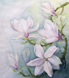 Magnolias by Karen Armitage