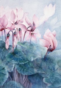 Pink Cyclamen Pseudibericum by Karen Armitage