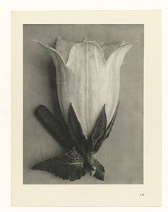 Plant Studies by Karl Blossfeldt