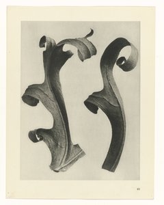 Plant Studies (Urformen der Kunst: photographic plant images series) by Karl Blossfeldt