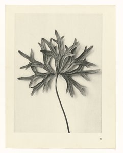 Plant Studies (Urformen der Kunst: photographic plant images series) by Karl Blossfeldt
