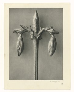 Plant Studies (Urformen der Kunst: photographic plant images series)