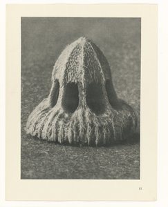 Plant Studies (Urformen der Kunst: photographic plant images series) by Karl Blossfeldt