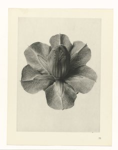 Plant Studies (Urformen der Kunst: photographic plant images series)