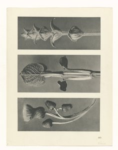 Plant Study