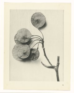 Plant Study by Karl Blossfeldt