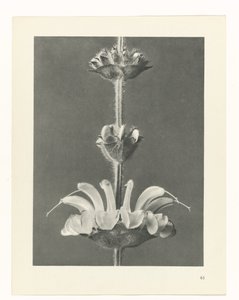 Plant Study by Karl Blossfeldt