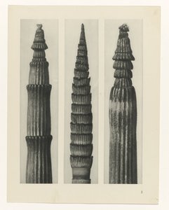 Plant Study