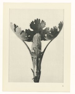 Plant Study by Karl Blossfeldt