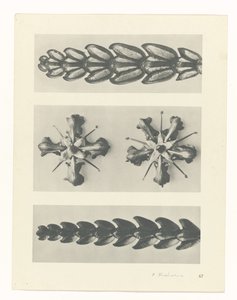Plant Study
