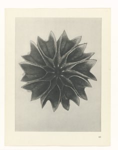 Plant Study (Urformen der Kunst series)
