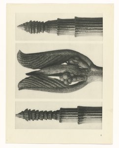 Plant Study (Urformen der Kunst series) by Karl Blossfeldt