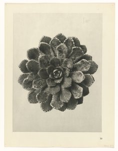 Plant Study (Urformen der Kunst series)