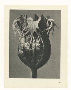 Plant Study (Urformen der Kunst series)