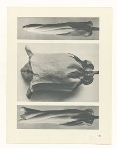 Plant Study (Urformen der Kunst series) by Karl Blossfeldt