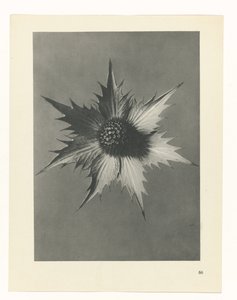 Plant Study (Urformen der Kunst series) by Karl Blossfeldt