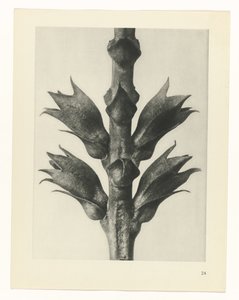 Plant Study (Urformen der Kunst series) by Karl Blossfeldt